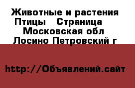 Животные и растения Птицы - Страница 2 . Московская обл.,Лосино-Петровский г.